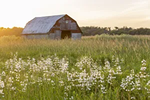 Prairie Prints: Old barn and field of penstemon at sunset Prairie Ridge State Natural Area, Marion County