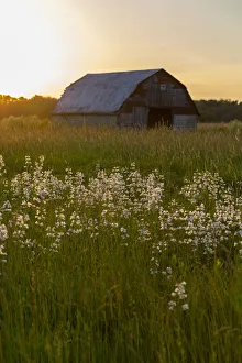 Images Dated 9th June 2021: Old barn and field of penstemon at sunset Prairie Ridge State Natural Area, Marion County