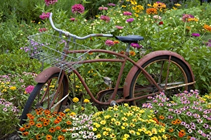 Bicycle Prints: Old bicycle with flower basket in garden with zinnias, Marion Co. IL