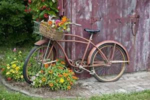 Bicycle Prints: Old bicycle with flower basket next to old outhouse garden shed. Red Wing Begonias