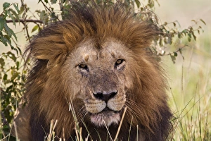 Images Dated 30th August 2011: Old black maned male lion, Masai Mara, Kenya, Africa