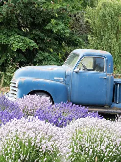 Lavender Prints: An old blue farm truck behind purple and white lavender. (Editorial Use Only)