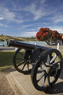 Cannon Prints: Old cannon and pohutukawa tree, Akaroa, Banks Peninsula, Canterbury, South Island