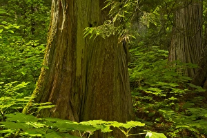 Images Dated 16th July 2015: Old cedars, Hemlock Grove, Glacier National Park, British Columbia, Canada