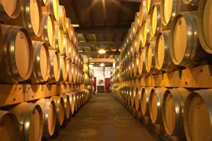 The old cellar for ageing wines in barrel with rows and rows of oak barriques Chateau