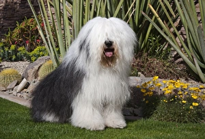 Love Prints: An Old English Sheepdog sitting in front of a cactus garden