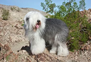 Colorado Desert Prints: An Old English Sheepdog standing in the foothills next to a Creosote in the Colorado