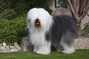 Friendly Old English Sheepdog dressed for the Fourth of July Stock Photo -  Alamy