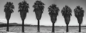 Images Dated 4th November 2024: Old Estate, Date Palms, Coachella Valley, California, USA