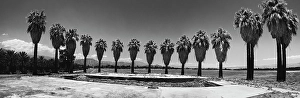 Images Dated 4th November 2024: Old Estate, Date Palms, Coachella Valley, California, USA
