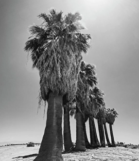 Images Dated 4th November 2024: Old Estate, Date Palms, Coachella Valley, California, USA
