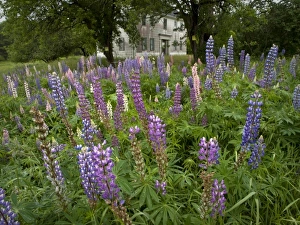 Images Dated 24th June 2009: Old field with lupine, coastal Maine near Brunswick