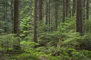 North Cascade Prints: Old growth forest consisting of Silver Fir and Western Hemlock. Chilliwack Valley