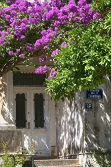An old house painted white, trees with lilac violet flowers in bloom, Uvala Sumartin
