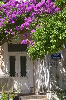 Opening Prints: An old house painted white, trees with lilac violet flowers in bloom, Uvala Sumartin