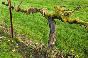 Images Dated 10th April 2006: Old moss covered grape vine in green lawn at Chateau St. Michelle Winery, Woodenville