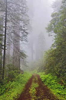 Roadway Prints: Old roadway through foggy redwood forest, Redwood National Park, California