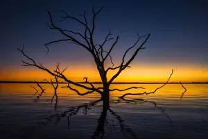 Images Dated 4th October 2020: Old tree in the water