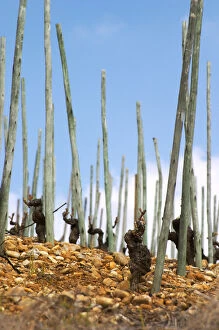 Old vines on stony pebbly soil and with supporting poles after winter pruning but