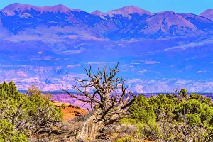 Images Dated 20th October 2022: Old wood branch, Abajo Mountains, Canyonlands National Park, Moab, Utah