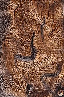 Images Dated 20th March 2019: Old wood design, California