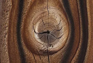 Images Dated 18th March 2019: Old wood design, California