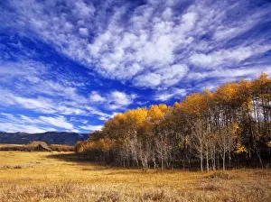 Images Dated 29th July 2010: Old wooden cattle barn framed by fall aspen trees on the Lee Ranch near Judith Gap
