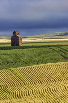 Granary Prints: Old wooden granary in Collins, Montana, USA