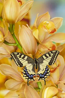 Cymbidium Prints: Old world swallowtail, Papilio machaon, butterfly on large golden cymbidium orchid