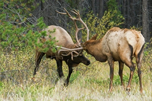 Sparring Prints: Older and younger bull elk sparring together, Canadian Rockies