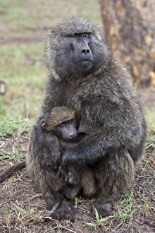 Nursing Prints: Olive Baboon, Papio anubis, Lake Nakuru, Kenya, mother with baby