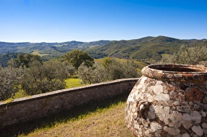 Images Dated 23rd October 2014: Olive groves, Greve in Chianti, Chianti area, Florence province, Tuscany, Italy