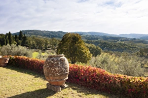 Tuscan Prints: Olive groves, Greve in Chianti, Chianti area, Florence province, Tuscany, Italy