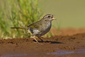 Starr County Prints: Olive Sparrow (Arremonops rufivirgatus) drinking at pond, s. Texas