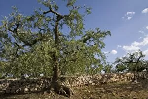 Olive tree, Apulia, Italy