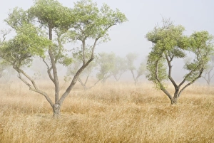 Images Dated 9th July 2006: Olive trees, northern California