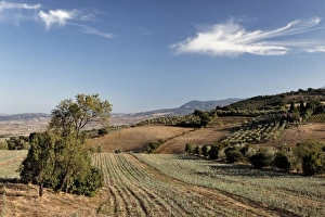 Olive Prints: Olive trees and vineyards, Tuscany, Italy