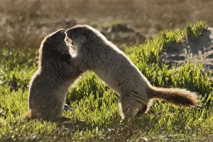 Images Dated 28th June 2017: Olympic marmot youngsters playing