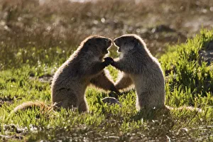 Images Dated 28th June 2017: Olympic Marmots youngsters playing