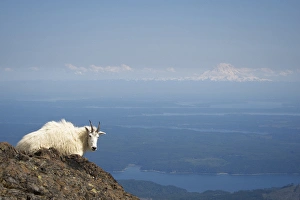 Images Dated 2nd July 2011: Olympic National Forest, Mount Ellinore. Mountain goat with Mount Rainier in background