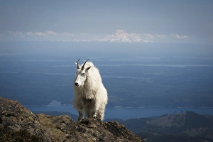 Images Dated 2nd July 2011: Olympic National Forest, Mount Ellinore. Mountain goat with Mount Rainier in background