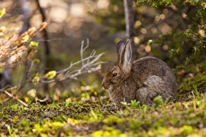Images Dated 28th July 2012: Olympic National Park, Hurricane Ridge. Showshoe hare along the Cirque Rim Nature Loop