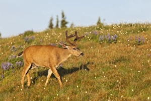 Images Dated 26th July 2012: Olympic National Park, Hurricane Ridge. Black Tail buck in the lupine meadow