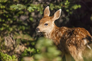 Images Dated 28th July 2012: Olympic National Park, Hurricane Ridge. Black Tail deer fawn along the Cirque Rim