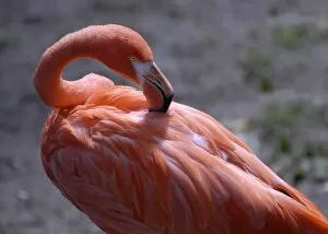 Omahas Henry Doorly Zoo. flamingo