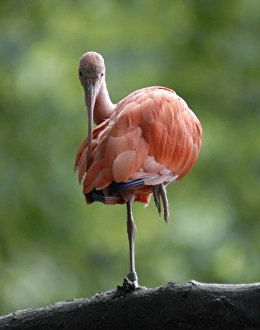 Images Dated 5th September 2006: Omahas Henry Doorly Zoo. Scarlet Ibis