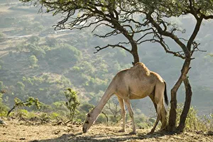 Extreme Terrain Prints: Oman, Dhofar Region