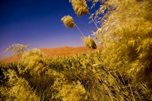 Images Dated 15th February 2009: Oman, Rub Al Khali desert