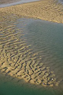 Middle Prints: Oman, Sharqiya Region, Sur. Sur Bay Sandbar / Morning