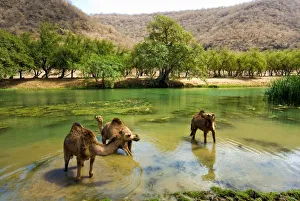 Oasis Prints: Oman, Wadi darbat